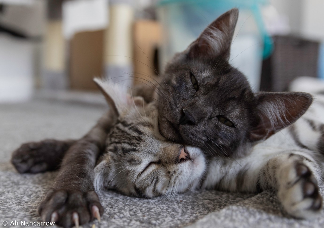 View of Success Stories – Worthing Cat Welfare Trust